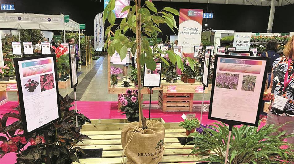 Prunus Japanese Lantern